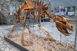 Jaskinia Niedźwiedzia